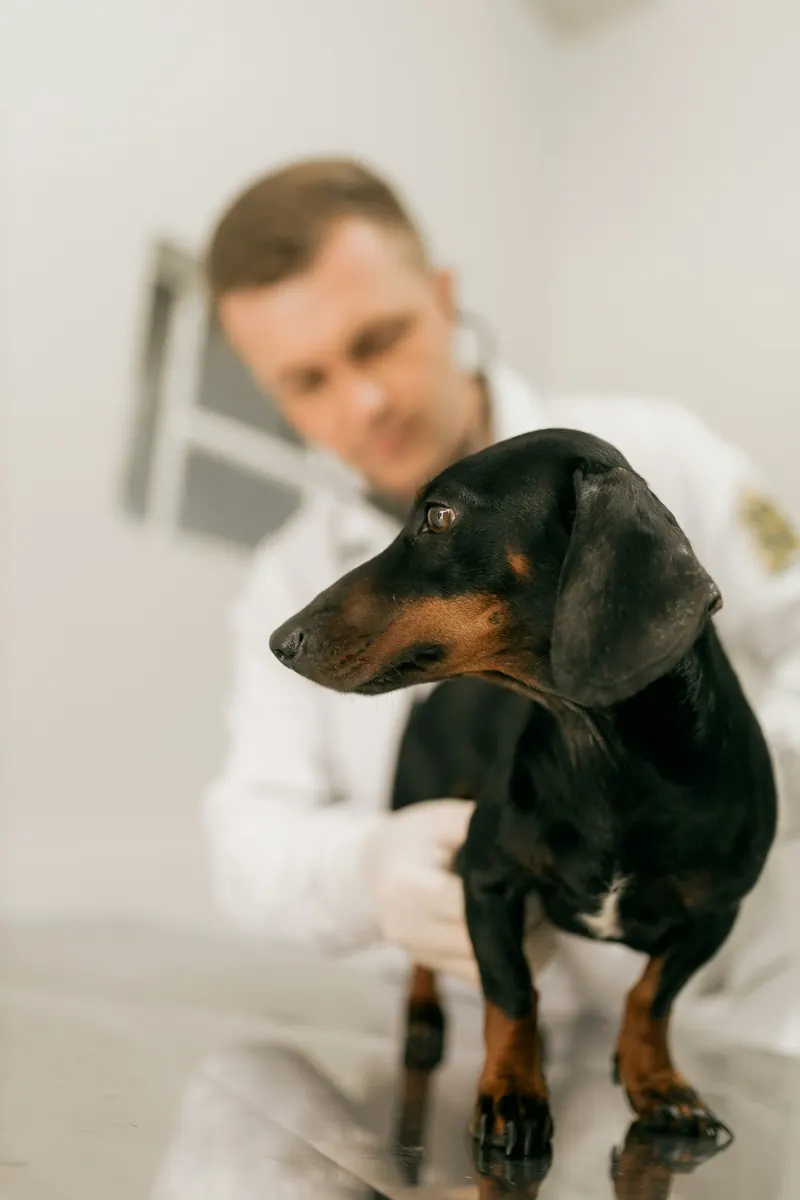 Médico veterinario examinando a un perro