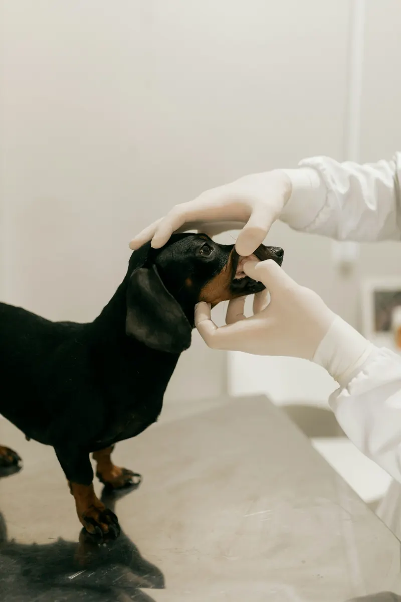 Revisión de los dientes de un perro