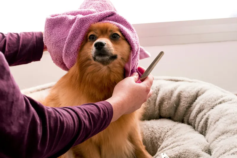 Perro con toalla después del baño en la peluquería