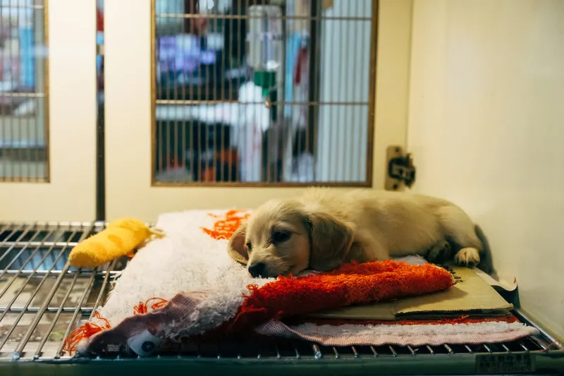 Cachorro descansando en la sala de hospitalización