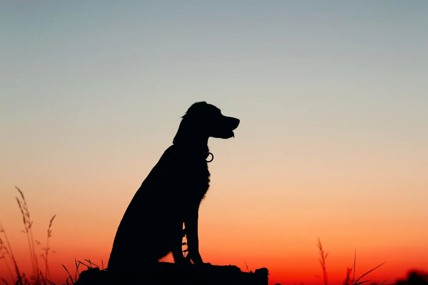 Silueta de un perro al atardecer