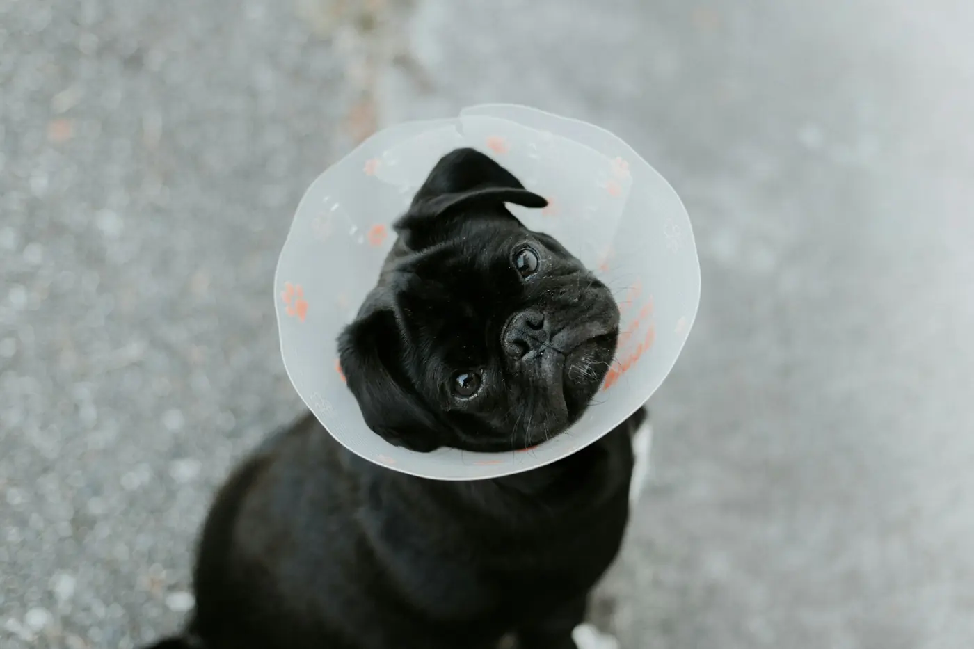 Perro con collar isabelino después de una cirugía