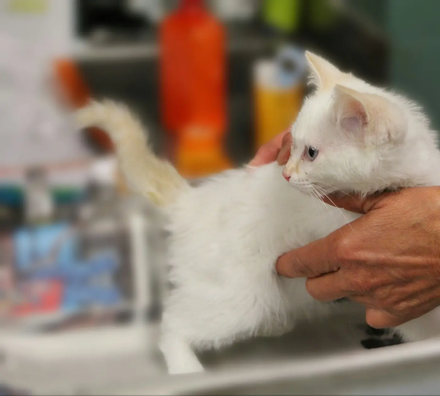 Gatito blanco en una revisión veterinaria