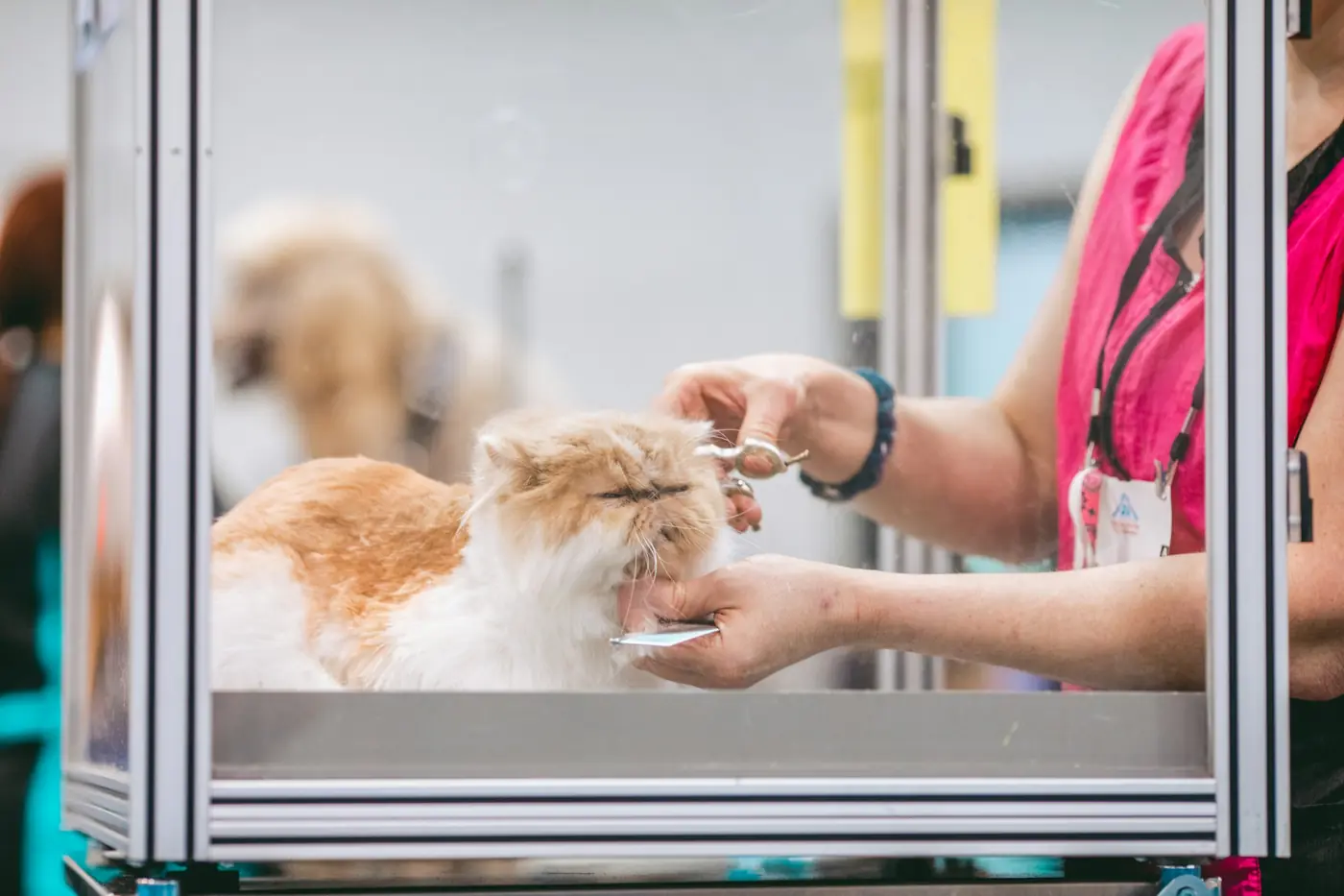 Gato persa en una sesión de peluquería felina