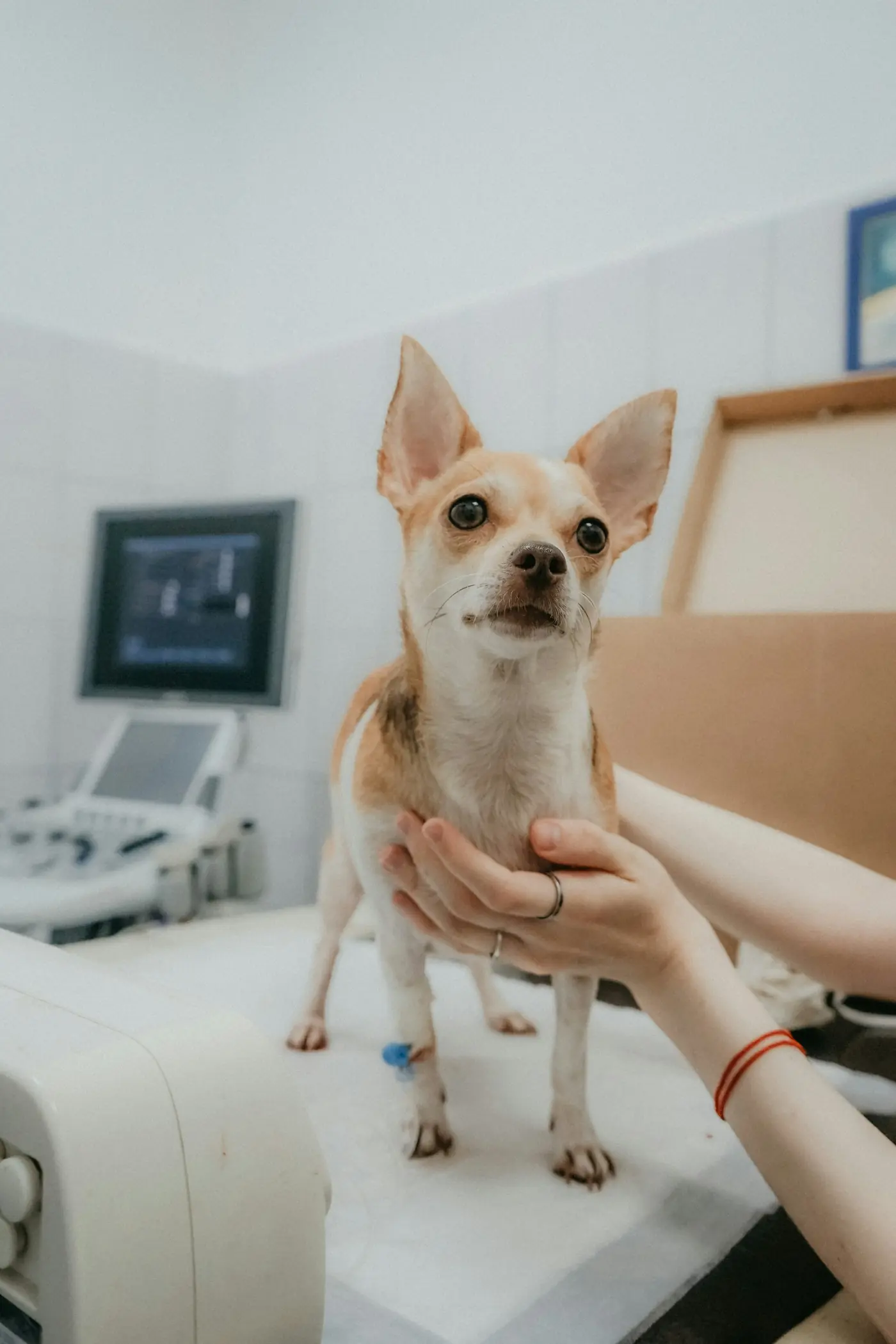 Perro chihuahua en la sala de ecografía de una clínica